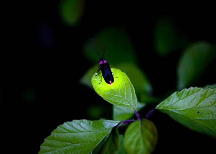 1亿多年前祖先体内的酵素基因突变令萤火虫能够发光