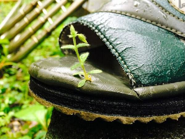 日本一只凉鞋缝隙中竟然长出植物的新芽
