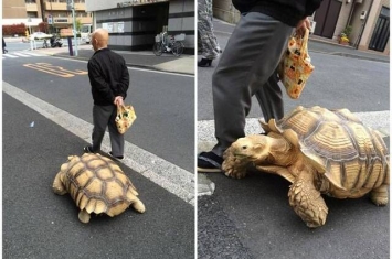 日本东京老翁带巨龟到处散步