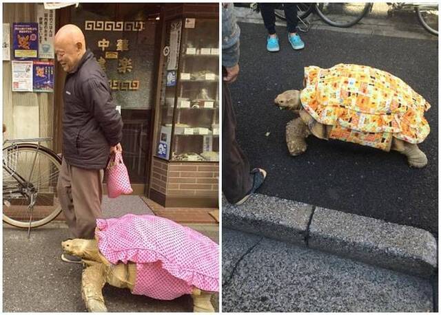 日本东京老翁带巨龟到处散步