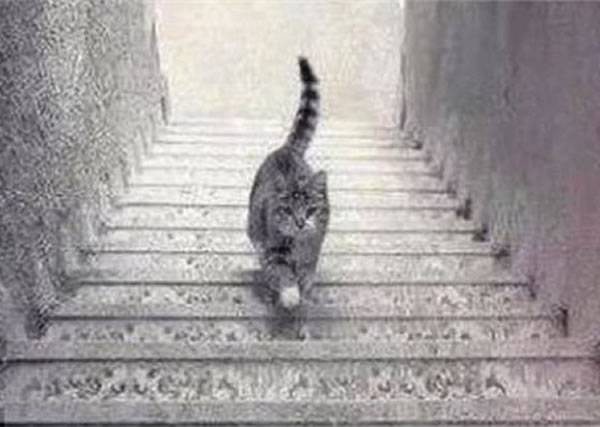 视觉错乱照再起热话 猫咪上楼梯还是下楼梯？