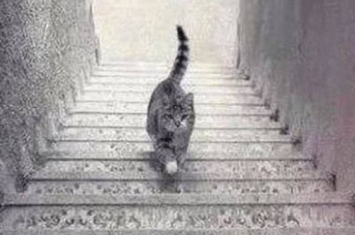 视觉错乱照再起热话 猫咪上楼梯还是下楼梯？