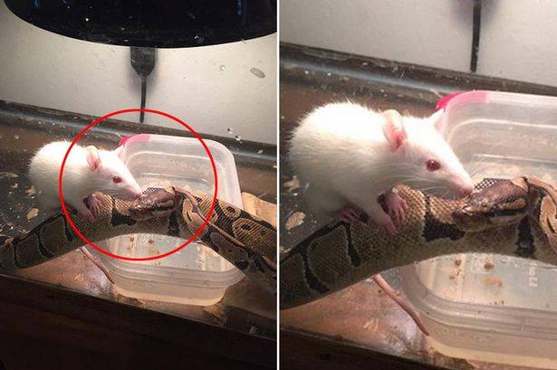 美国女主人将一只老鼠送给宠物蟒蛇当食物 谁料它们成了朋友