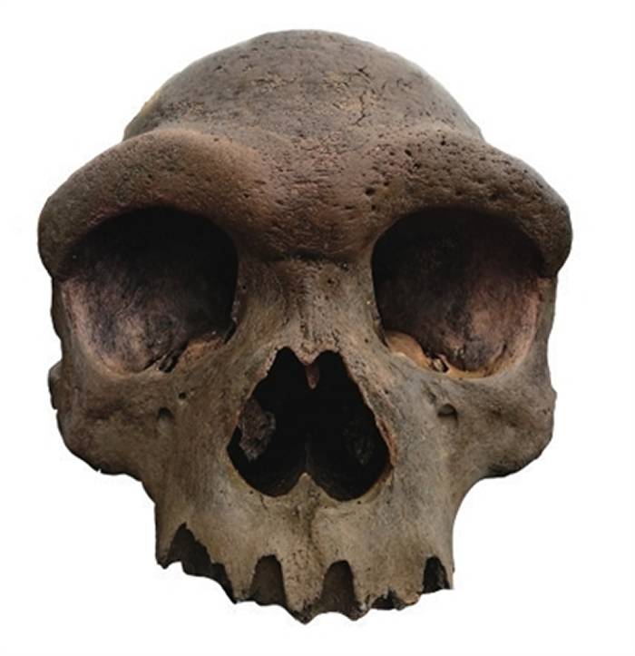 中国发现的海德堡人化石将推动现代人起源和演化的研究取得重大进展