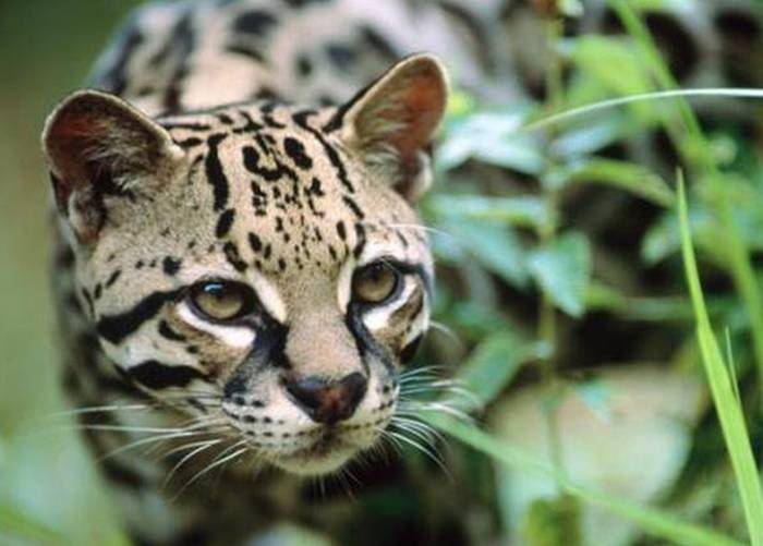 濒危野生豹猫在江苏盐城意外入镜 10多年首次现身沿海地区
