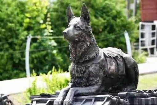 狗对人到底有多忠诚?一只经历过二战的军犬告诉你