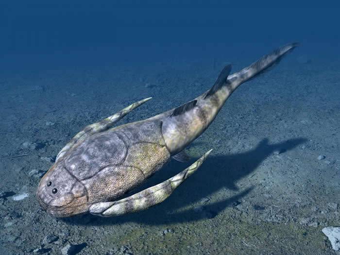 4亿多年前古生代鱼类的祖先生活在靠近海岸的浅水中