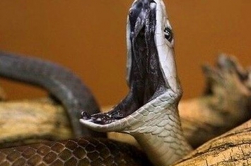 黑曼巴蛇是黑色的吗