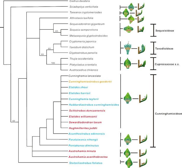 侏罗纪道虎沟生物群中柏科植物化石——刺苞澳洲杉木研究取得新进展