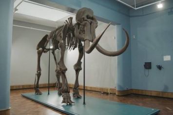 比利时Materialise公司利用3D打印技术为博物馆打造出猛犸象骨架
