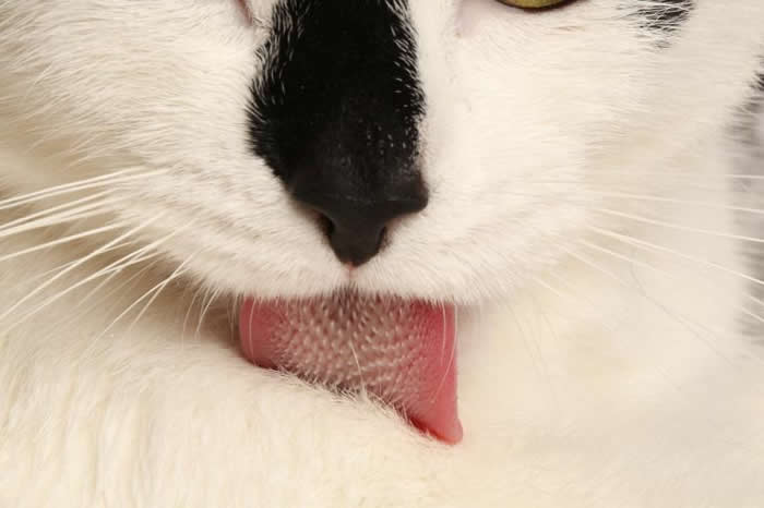 科学家利用电脑断层扫瞄了解猫舌头的秘密