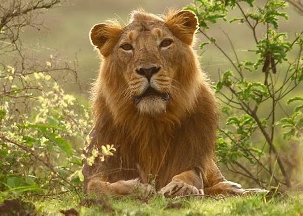 印度议员提议以狮子取代老虎作为“国兽”