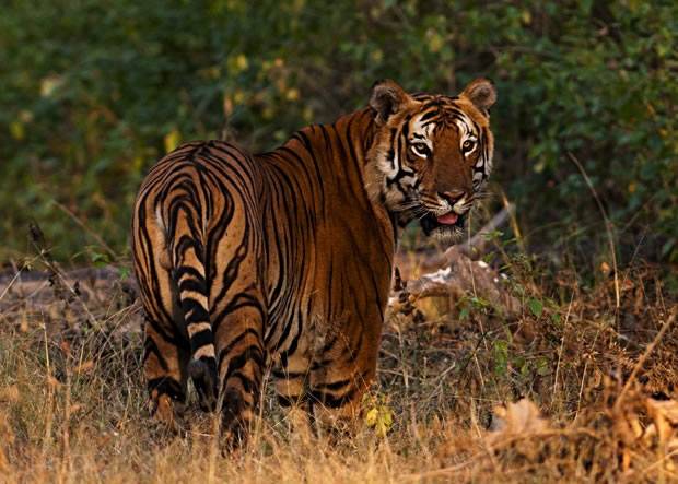印度议员提议以狮子取代老虎作为“国兽”