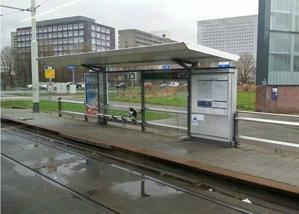 荷兰鹿特丹-克拉林根“忠喵八公”十年如一日公交站守候