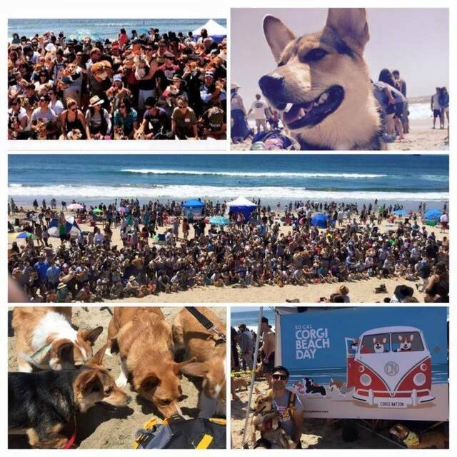 柯基犬海滩日（Corgi Beach Day）：美国南加州杭亭顿海滩涌入500只柯基
