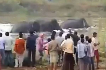 印度河中大象不满被骚扰上岸杀人