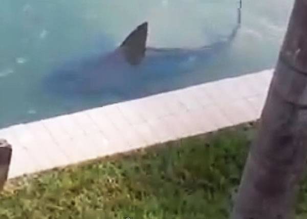 美国佛州民居后园水池惊现9呎长鲨鱼