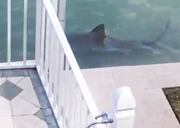 美国佛州民居后园水池惊现9呎长鲨鱼