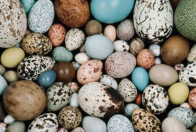 彩色蛋壳揭开恐龙与现代鸟类之间更深远的关联