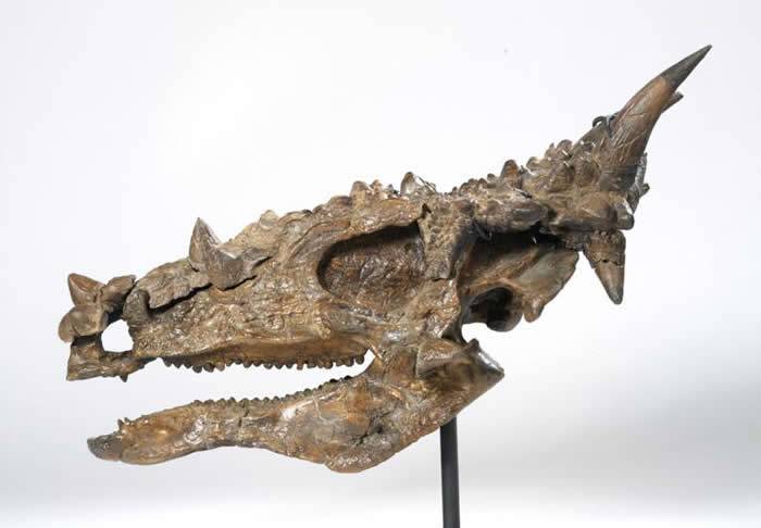 温和的素食恐龙可能也会吃荤？厚头龙下颚牙齿长得像牛排刀