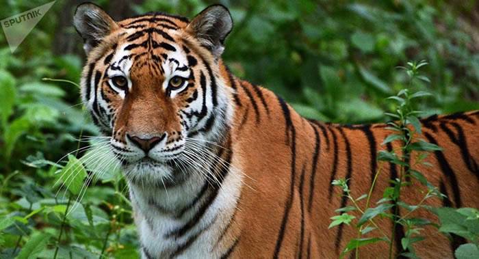 世界自然基金会：亚洲野生老虎种群数量或将增加两倍