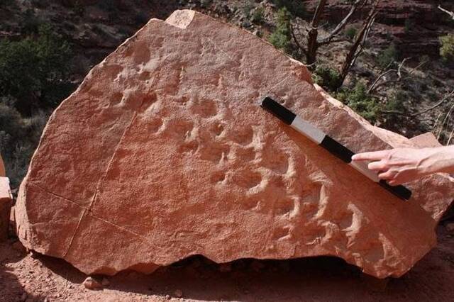 迄今为止最古老：美国科罗拉多大峡谷国家公园发现3.1亿年前爬行动物留下脚印化石