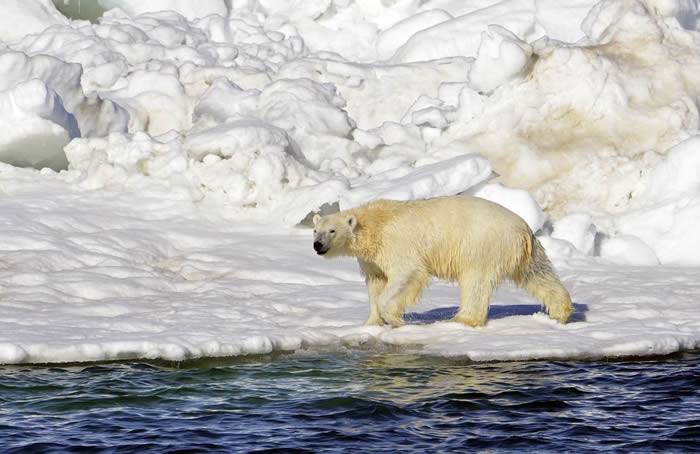 北极熊的世外桃源：美国阿拉斯加西北部对开的楚科奇海沿岸岛屿栖息近3000只北极熊