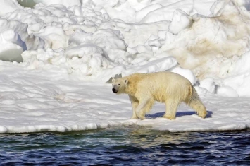 北极熊的世外桃源：美国阿拉斯加西北部对开的楚科奇海沿岸岛屿栖息近3000只北极熊