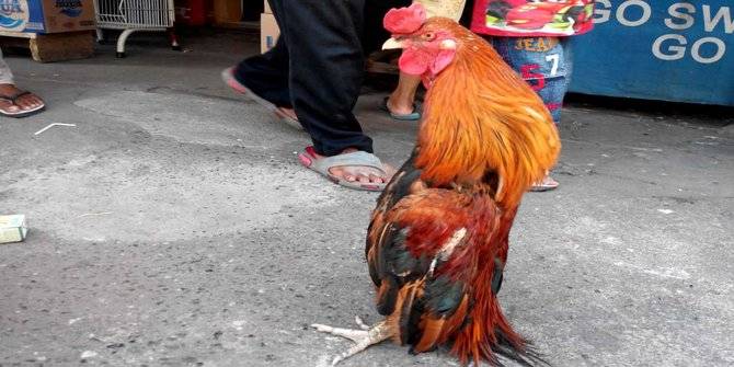 印尼一只公鸡喜欢“直立行走”