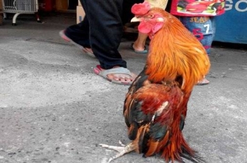 印尼一只公鸡喜欢“直立行走”