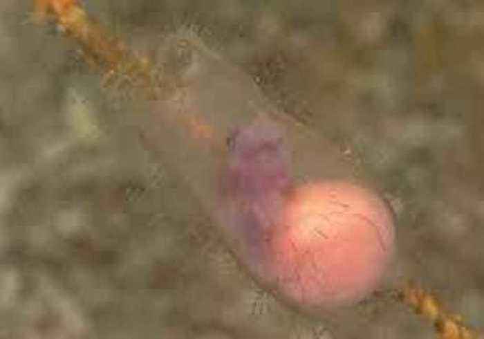 波多黎各海岸水下250米处拍摄到附着在藻类上的活鲨鱼胚胎