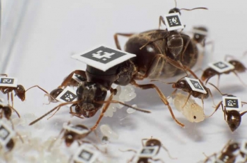 社会性昆虫黑蚁：当工蚁请病假时整个蚁群都会得益