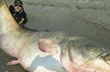 波兰渔民捕获巨型鲇鱼 腹内发现二战德国党卫军军官遗骸