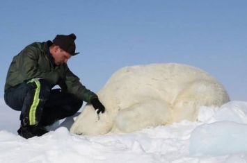 楚科奇海峡俨如避难所 栖息3000只北极熊