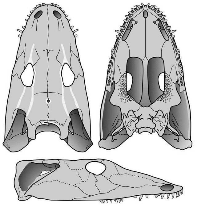 大山口动物群的大型离片椎类——石油似卡玛螈的新材料