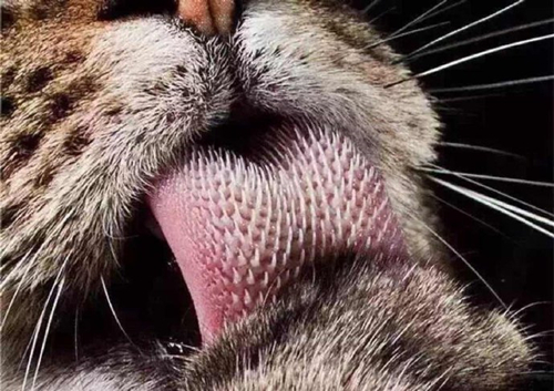 猫科动物舌头上的倒刺是用来捕食刮肉的？其实不然