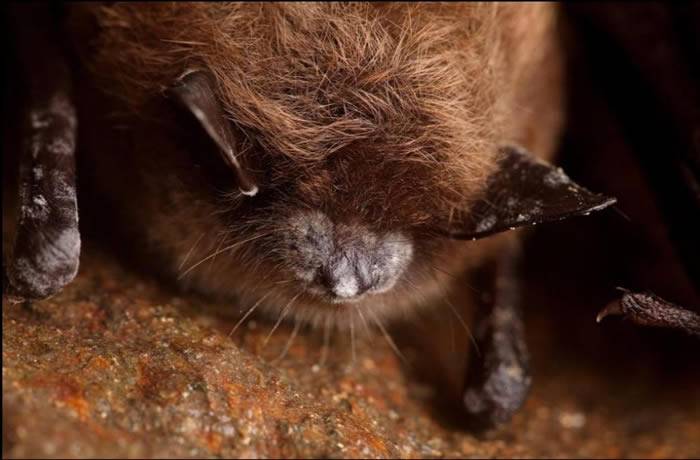 贝类、凤梨、通便剂或许能帮助治疗蝙蝠的白鼻症