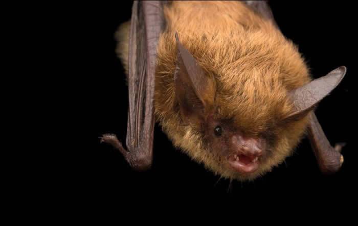 贝类、凤梨、通便剂或许能帮助治疗蝙蝠的白鼻症