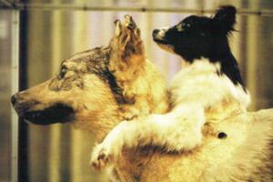 前苏联砍了狗头恐怖实验，狗头分离制作机器狗与双头狗