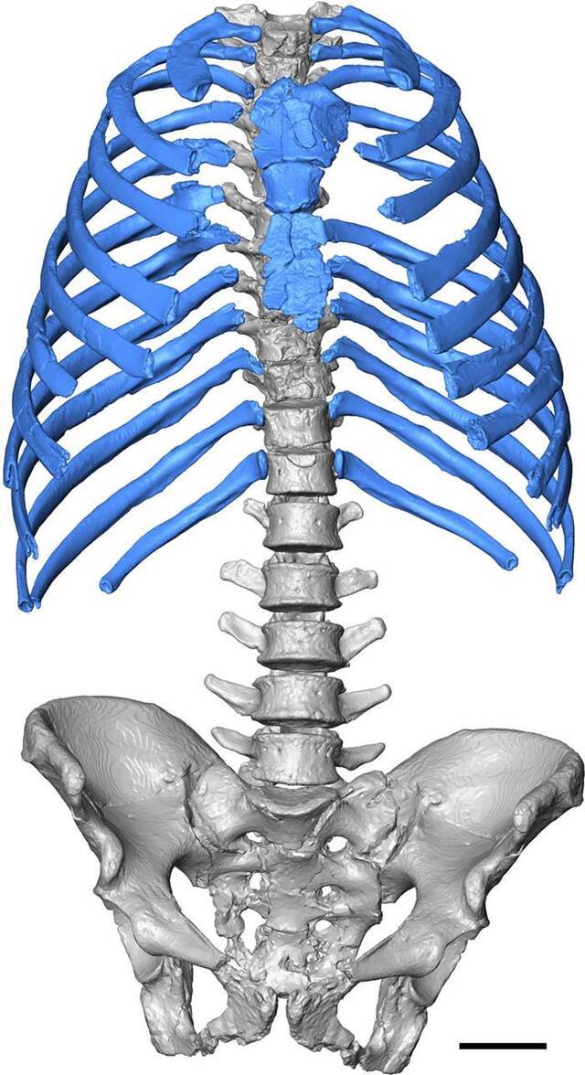 尼安德特人胸部虚拟三维重建：呼吸机制可能与现代人有所不同