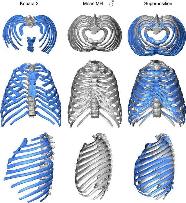 尼安德特人胸部虚拟三维重建：呼吸机制可能与现代人有所不同