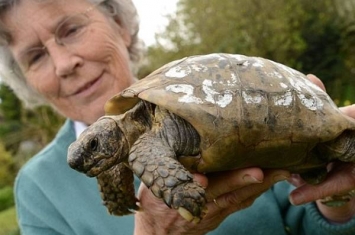 全因龟壳上有名 英国老妇与百岁老龟终团聚