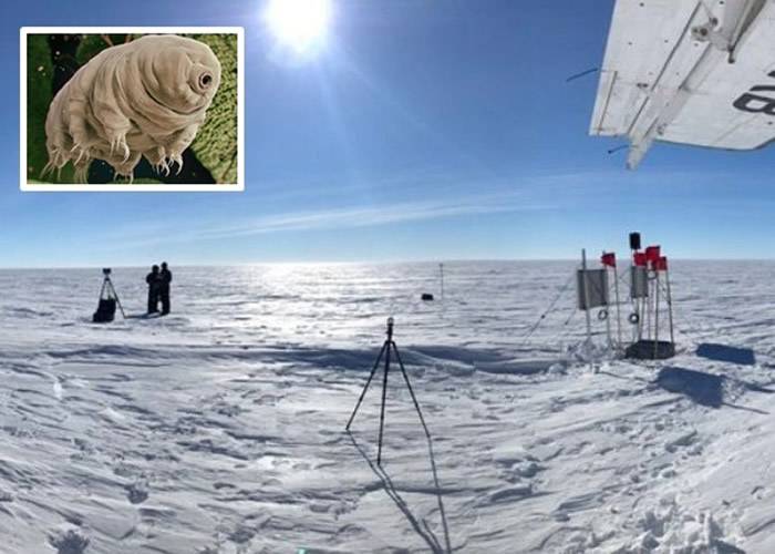 南极洲惠兰斯冰原下的“默瑟湖”发现12万年前微生物“水熊虫”遗骸