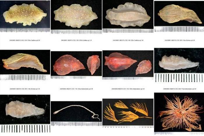 研究人员潜入大澳洲湾深海发现400无脊椎动物新物种 包括甲壳类生物Plakolana