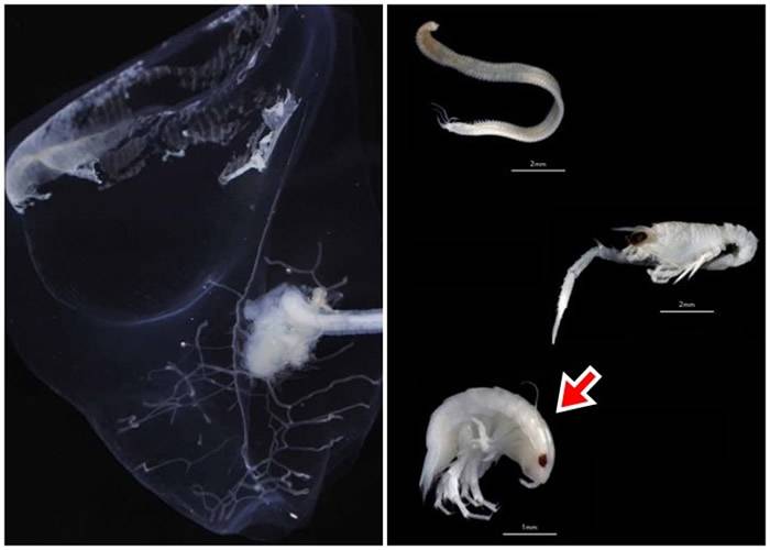 研究人员潜入大澳洲湾深海发现400无脊椎动物新物种 包括甲壳类生物Plakolana