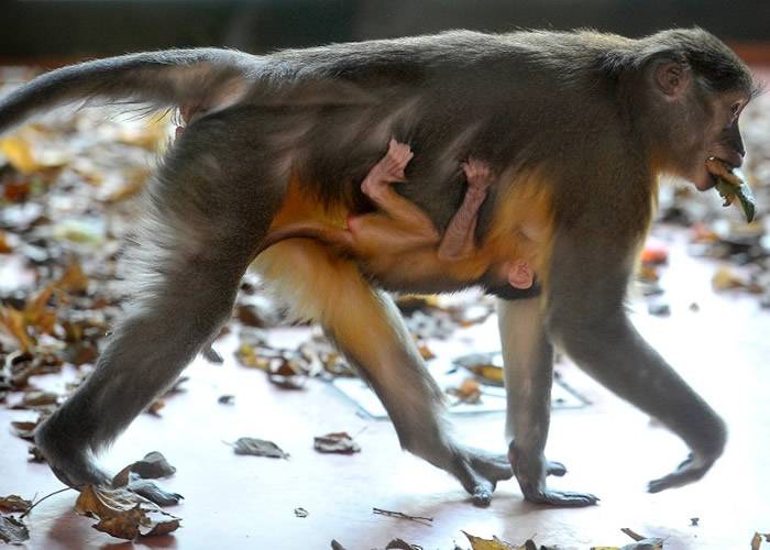 匈牙利布达佩斯动物园诞生极度罕有的金肚白眉猴 全球总数增至27只