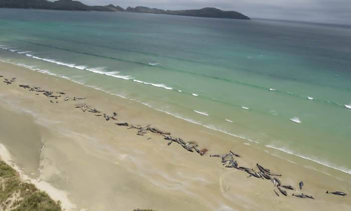 近150头巨头鲸在新西兰斯图尔特岛岸边搁浅