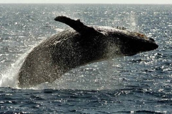 科学家发现座头鲸会让自己的歌声变得“复杂”