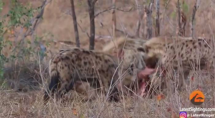 南非克鲁格国家公园猎豹活吞羚羊 之后被鬣狗抢走猎物