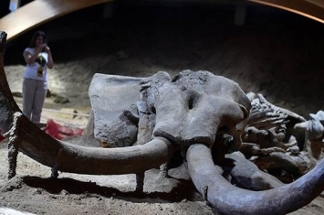 俄罗斯莫斯科州扎赖斯克遗址发现藏有宝藏的猛犸象头骨
